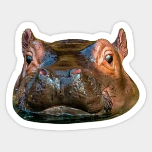 Cute baby Hippo Sticker